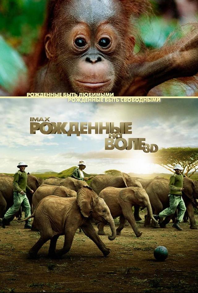 Фестиваль фильмов IMAX. Рожденные на воле (0+)